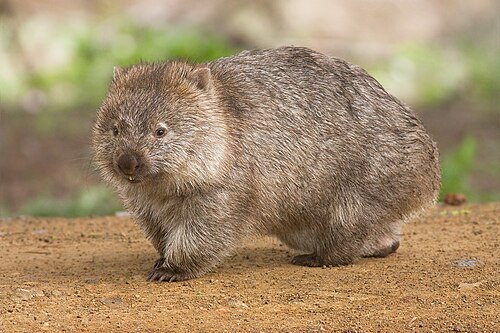 A pencil drawing of a wombat wearing an I love rep theory t-shirt
